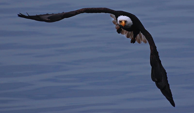 Incoming: Bald Eagle headed straight for Alex. Photo by Alex Shapiro.